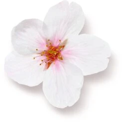 Rituals The Ritual Of Sakura Magic Touch Body Cream 100 Tube - 3 Pack - Rice Milk En Cherry Blossom -Verzorgingsproducten Verkoop 1200x1191 3