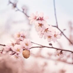 Weleda Zwangerschapsolie -Verzorgingsproducten Verkoop 1200x1199 6