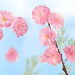 Kneipp Favourite Time - Douche Foam -Verzorgingsproducten Verkoop 1200x1200 1086