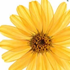 Kneipp Arnica Active - Badkristallen -Verzorgingsproducten Verkoop 1200x1200 1097