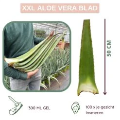 Dr. Green® 1x- Aloë Vera Blad - MAAK GEL IN 3 MINUTEN - 100% Puur - Biologisch -Verzorgingsproducten Verkoop 1200x1200 472