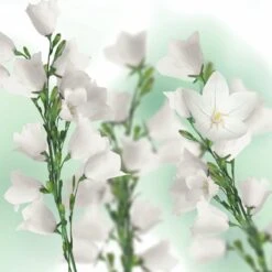 Kneipp Balancing - Massageolie -Verzorgingsproducten Verkoop 1200x1200 665