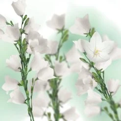 Kneipp Balancing - Douche Foam -Verzorgingsproducten Verkoop 1200x1200 951