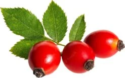 Rozenbottelolie 50ml| 100% Puur & Onbewerkt | Rosehip Oil Voor Huid, Haar En Lichaam -Verzorgingsproducten Verkoop 1200x755