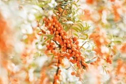 Weleda DUINDOORN VITALISERENDE BODY LOTION -Verzorgingsproducten Verkoop 1200x800 17