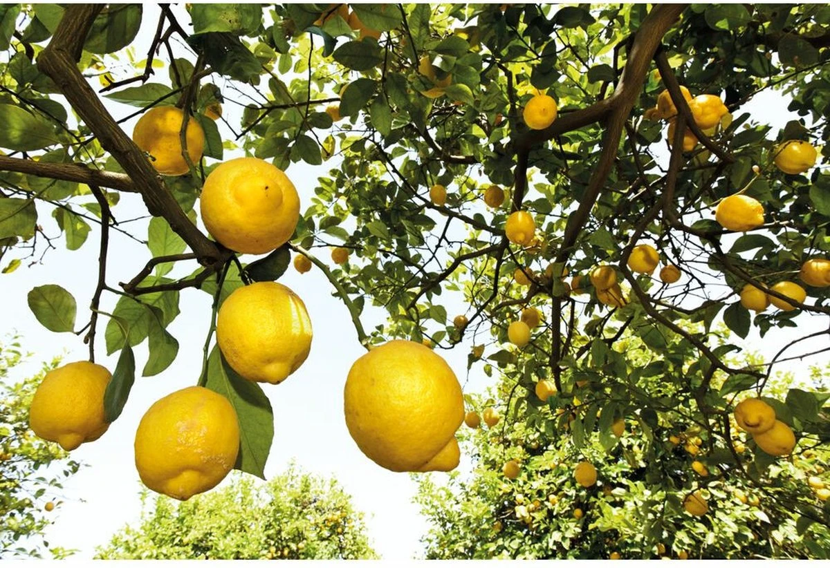 Weleda Citrus Deodorant Spray 4 Weleda Citrus Deodorant Spray - Afbeelding 2