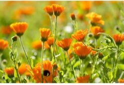 Weleda Calendula Massageolie -Verzorgingsproducten Verkoop 1200x825 2