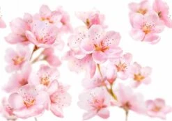 Kneipp Soft Skin - Sugar & Oil Body Scrub 15 Kneipp Soft Skin - Sugar & Oil Body Scrub -Verzorgingsproducten Verkoop 1200x846 2