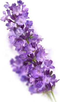 Kneipp Relaxing - Badkristallen -Verzorgingsproducten Verkoop 711x1200 1