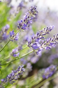 Weleda Lavendel Ontspannende Body Olie -Verzorgingsproducten Verkoop 800x1200 5