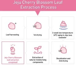 Innisfree Jeju Cherry Blossom Tone Up Cream 50 Ml -Verzorgingsproducten Verkoop 1200x1178 6
