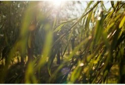 Weleda Wilg SOS Anti-Puistjes Gel -Verzorgingsproducten Verkoop 1200x818 1