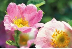 Weleda Wilde Rozen Vitaliserende Gezichtscrème Light -Verzorgingsproducten Verkoop 1200x822