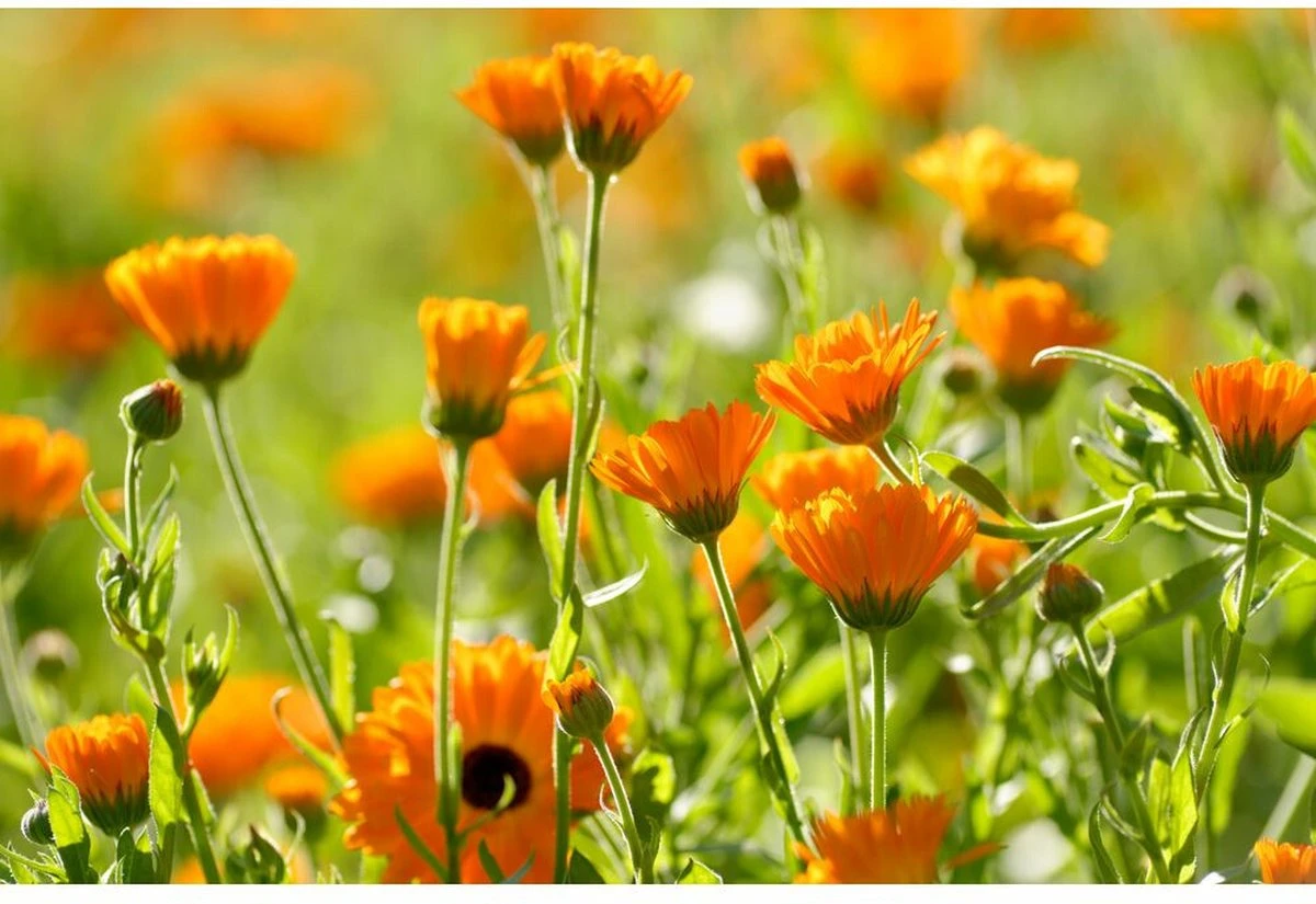 Weleda Kindertandpasta - 50ml 5 Weleda Kindertandpasta - 50ml - Afbeelding 3