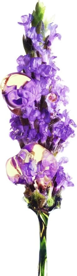 Garnier Bio Anti-age Oogcrème - 15 Ml - Alle Huidtypes - Revitaliserende Lavendel -Verzorgingsproducten Verkoop 337x1200